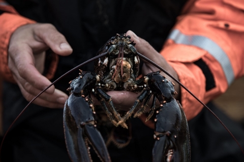 In Svezia, per la stagione dell'astice